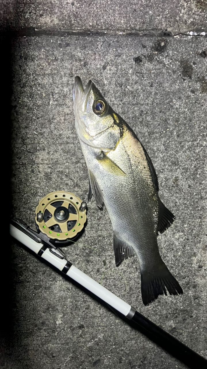 セイゴ（ヒラスズキ）