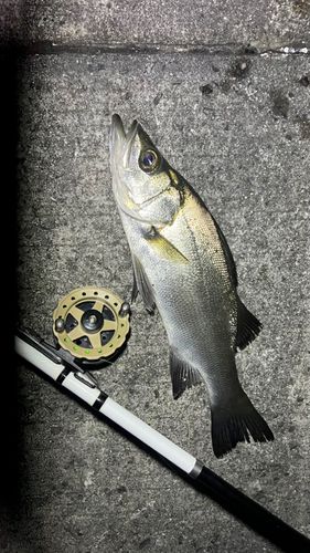 セイゴ（ヒラスズキ）の釣果