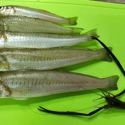 シロギス