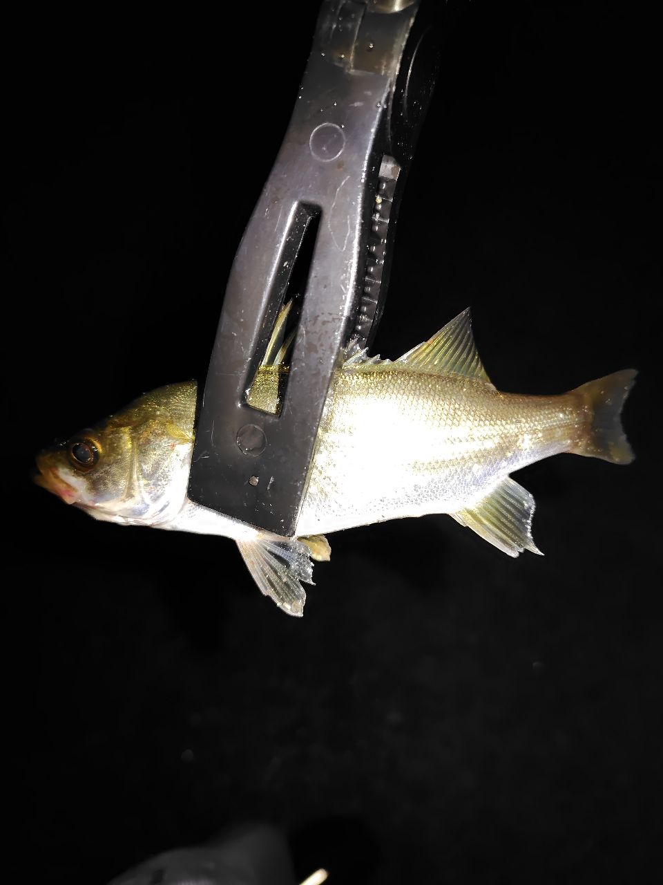 SHIMANO - シマノ 18ソアレSS アジング S74L-S SHIMANO - シマノ 18 ソアレ SS アジング S74L-Sの通販 by