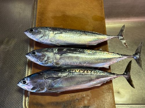 カツオの釣果