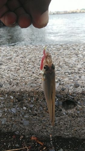 シロギス