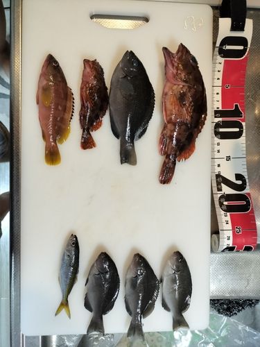 カサゴの釣果