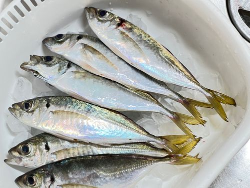 アジの釣果