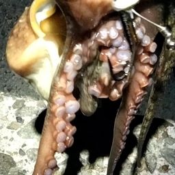 タコ