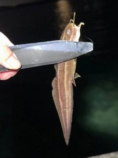 ゴンズイの釣果