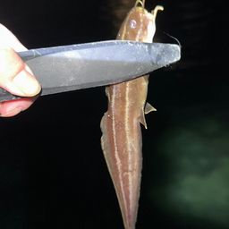 ゴンズイ