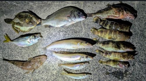 キスの釣果
