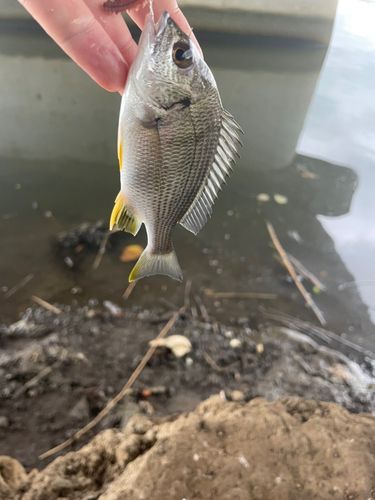 マハゼの釣果