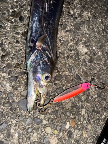 タチウオの釣果
