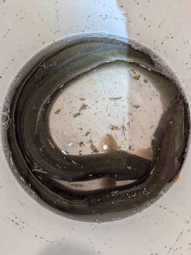 ニホンウナギの釣果