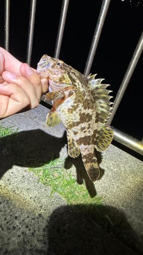 タケノコメバルの釣果
