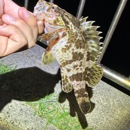 タケノコメバル