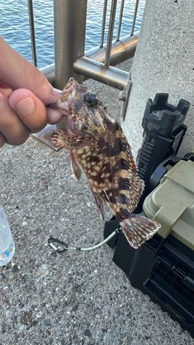 カサゴの釣果