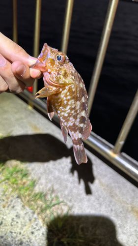 カサゴの釣果