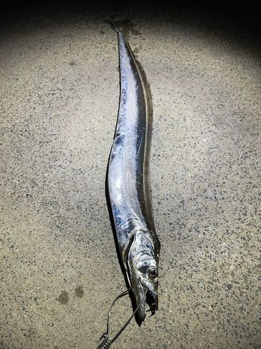 タチウオの釣果