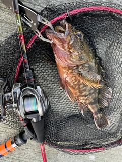 アラカブの釣果