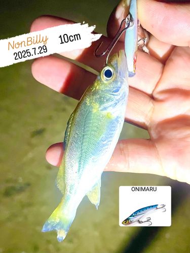 シーバスの釣果