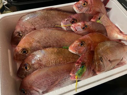 マダイの釣果