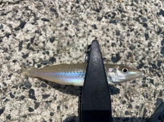 キスの釣果