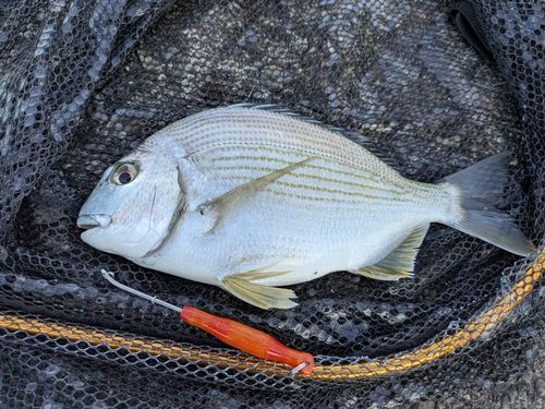 ヘダイの釣果