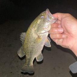 ラージマウスバス