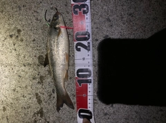 ウグイの釣果