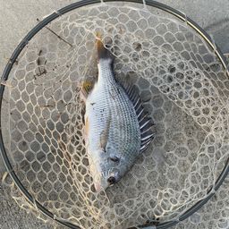 クロダイ