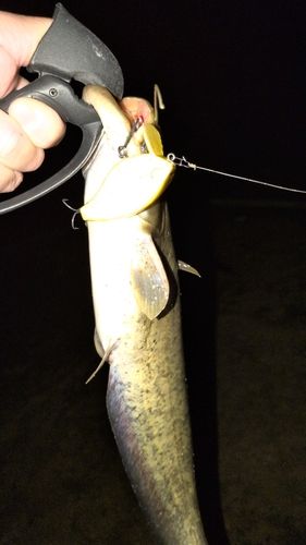 ナマズの釣果