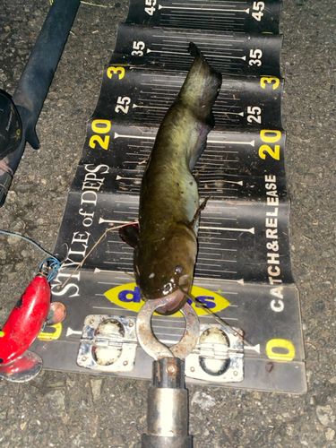 ナマズの釣果