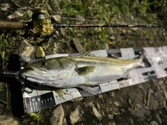 マルスズキの釣果