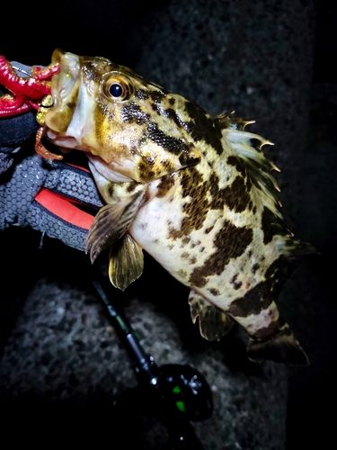 タケノコメバルの釣果