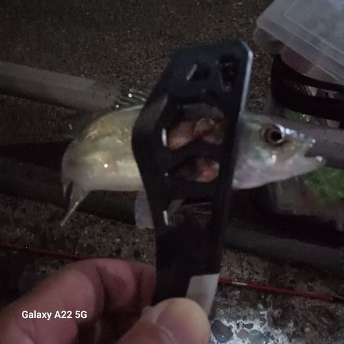 セイゴ（マルスズキ）の釣果