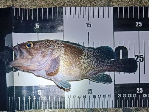 マゾイの釣果