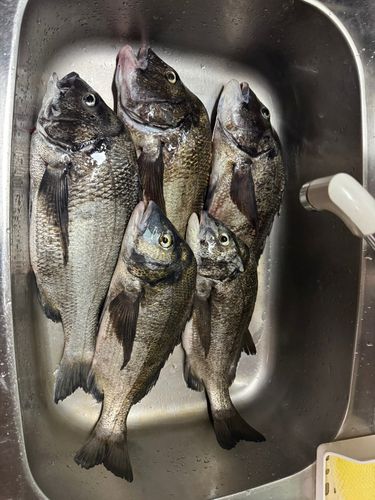 チヌの釣果
