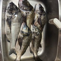 チヌ