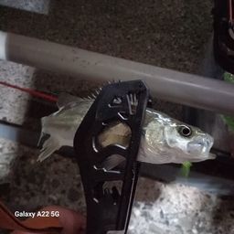 セイゴ（マルスズキ）