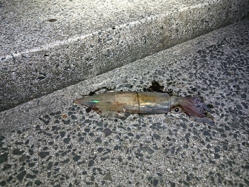 ケンサキイカの釣果