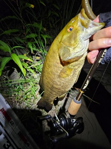 スモールマウスバスの釣果
