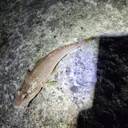 メゴチ