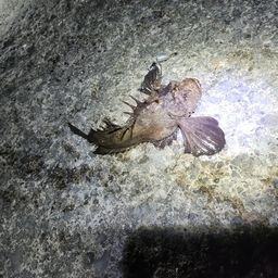 オニオコゼ
