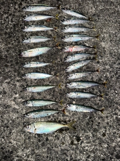 アジの釣果