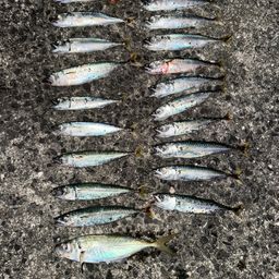 アジ