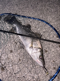 ヒラスズキの釣果