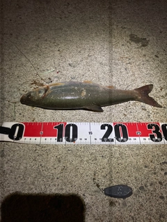 ウグイの釣果