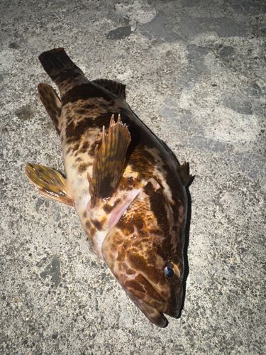 タケノコメバルの釣果