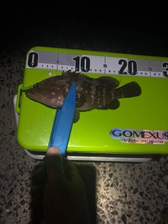 キジハタの釣果