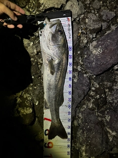 スズキの釣果