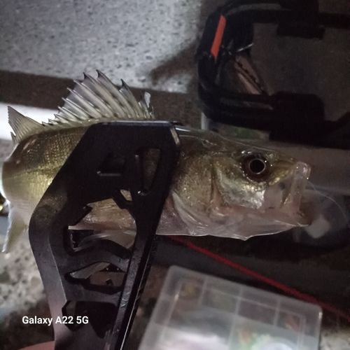セイゴ（マルスズキ）の釣果