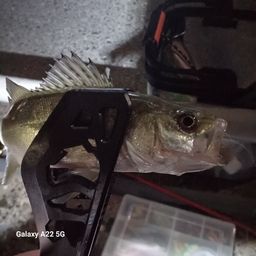 セイゴ（マルスズキ）